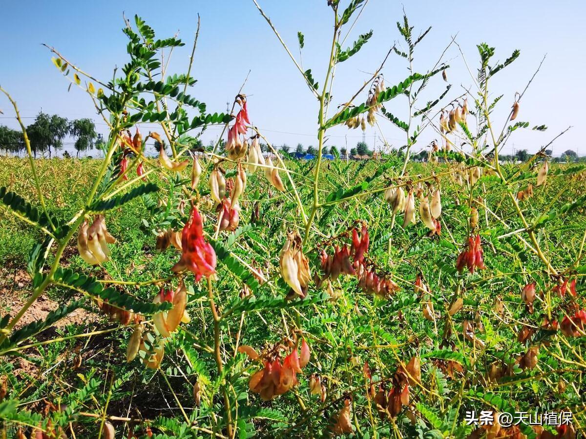 现在种植什么技术_种植技术现在怎么样了_种植技术大全基础知识