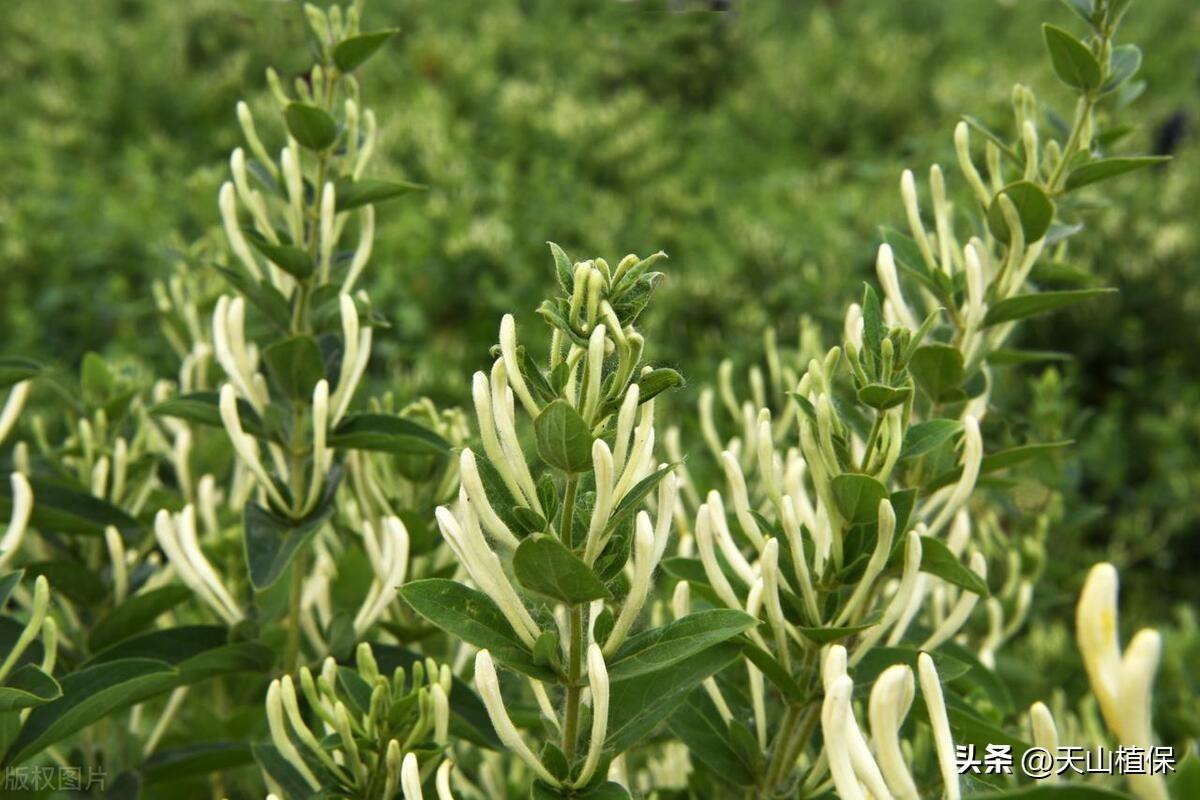 现在种植什么技术_种植技术大全基础知识_种植技术现在怎么样了