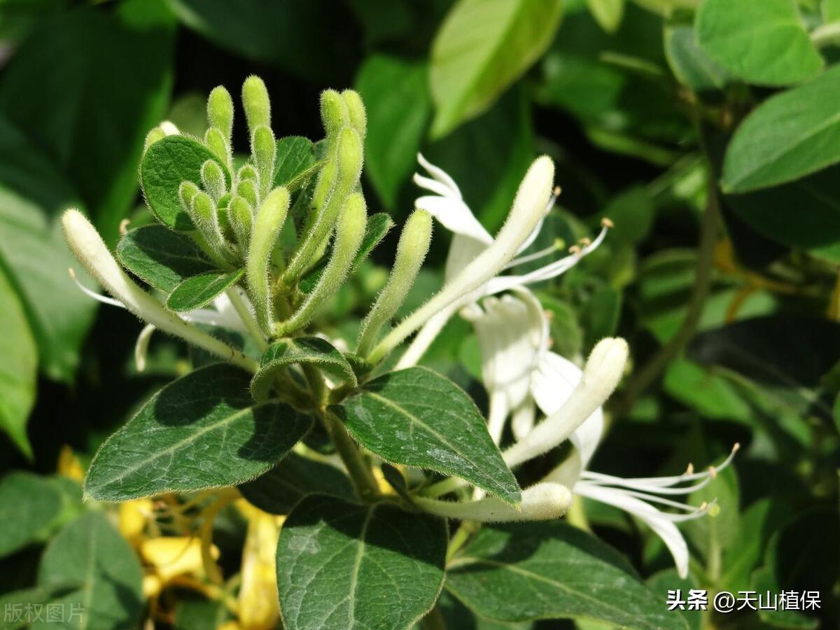 种植技术现在怎么样了_现在种植什么技术_种植技术大全基础知识