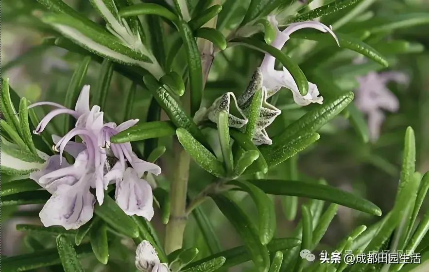 孝感适合种植经济作物_湖北孝感种植致富_湖北孝感养殖是真的吗