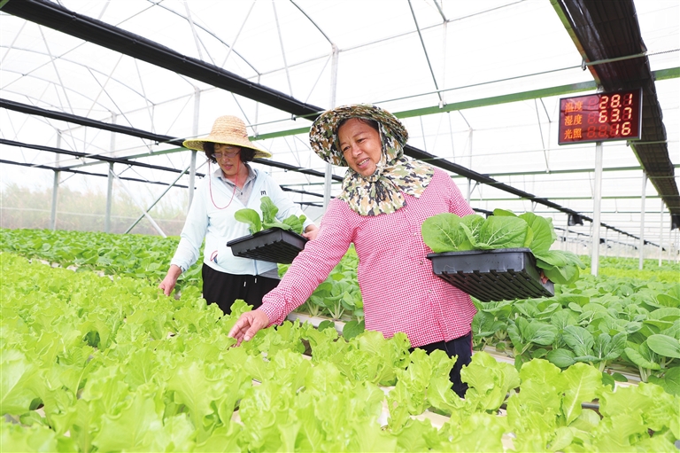 水培蔬菜项目_致富经水培蔬菜_水培蔬菜创业