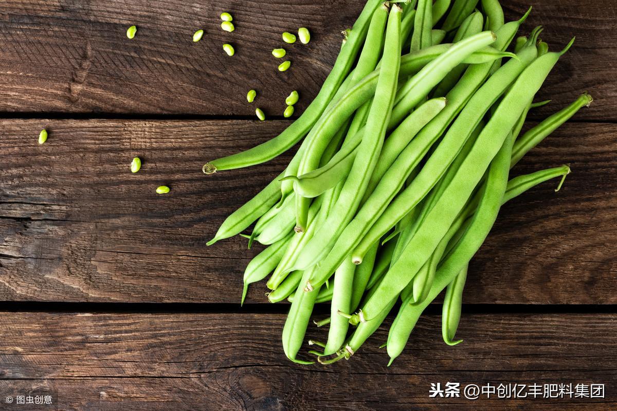 夏季大棚长豆角种植技术_大棚如何种植豆角_大棚豆角栽培技术