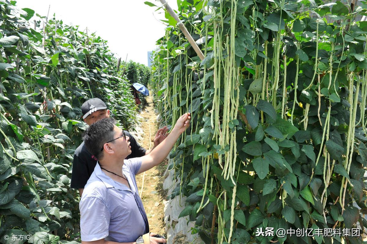 大棚豆角栽培技术_夏季大棚长豆角种植技术_大棚如何种植豆角