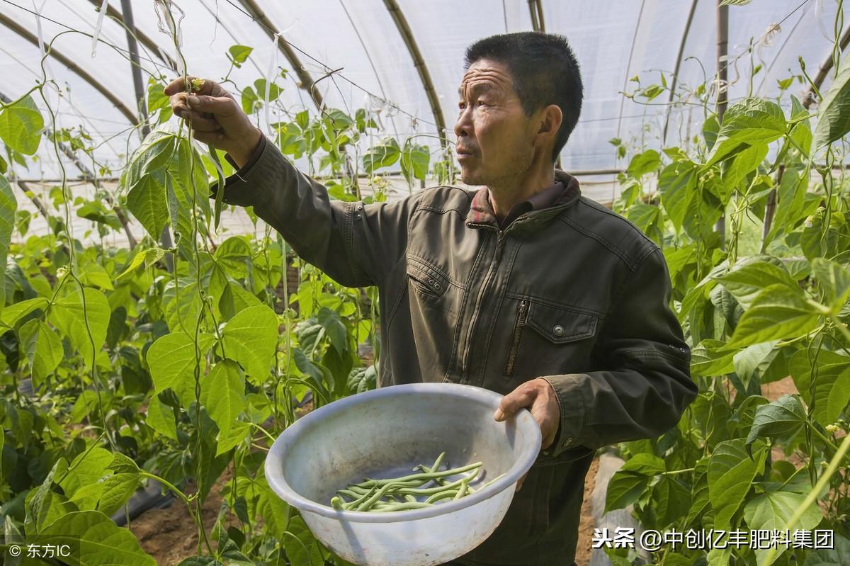 夏季大棚长豆角种植技术_大棚豆角栽培技术_大棚如何种植豆角