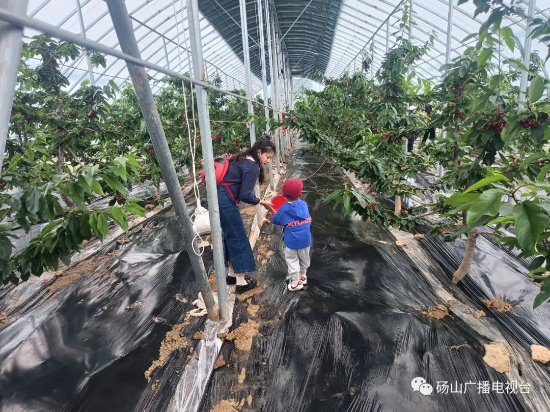 砀山种植致富基地_砀山蔬菜种植基地_砀山县种植结构