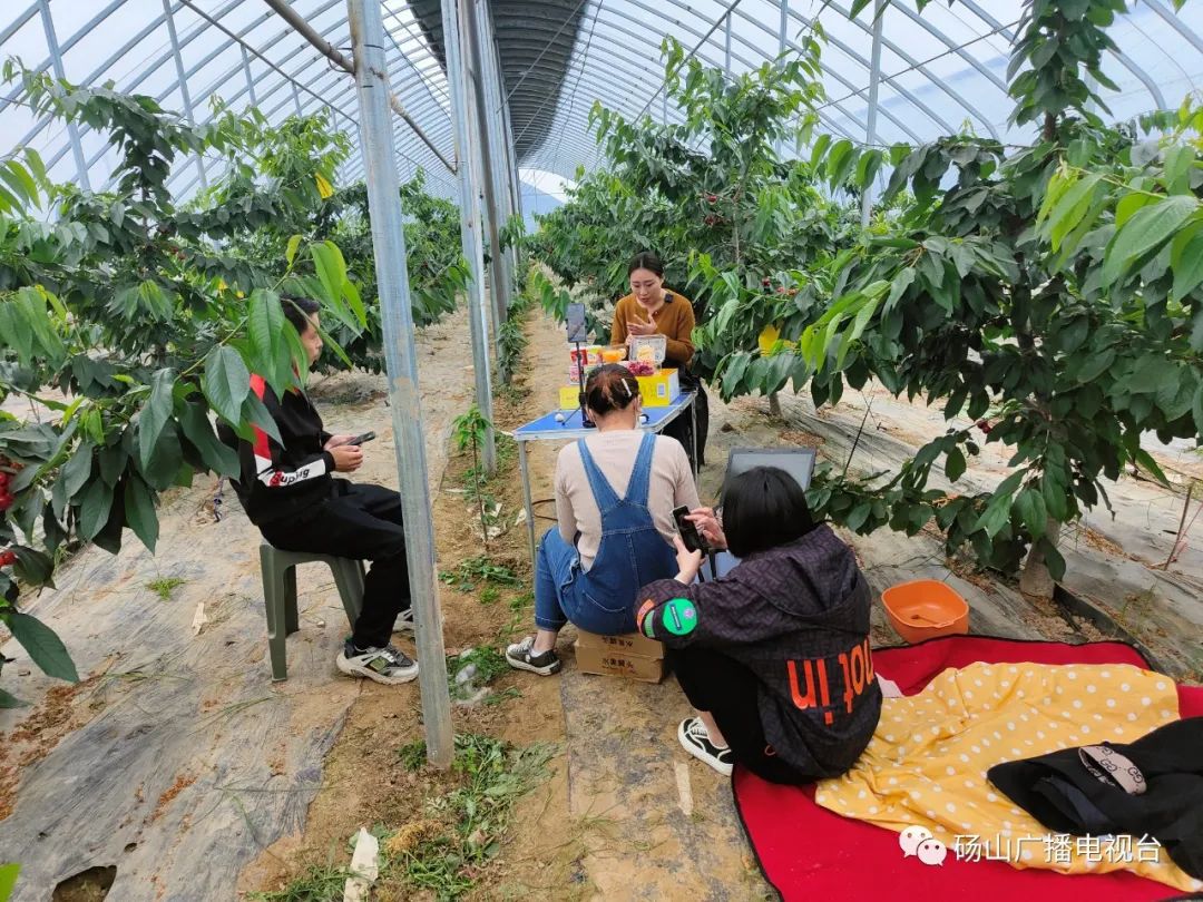 砀山县种植结构_砀山种植致富基地_砀山蔬菜种植基地