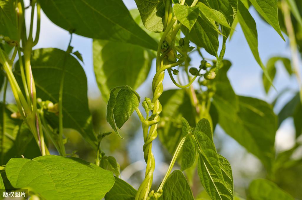 夏季豆角生长期，豆角为啥出现鼠尾果和卷曲果？以下4点要注意了