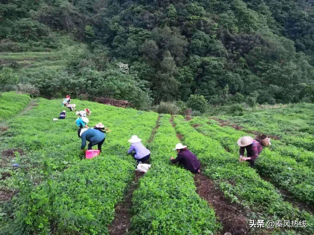 平利绞股蓝兴强非遗工坊：产业振兴 强村富民