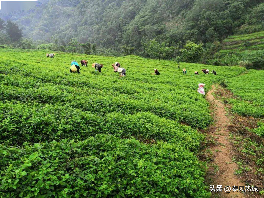 绞股蓝央视广告_致富经绞股蓝种植视频_cctv致富经绞股蓝