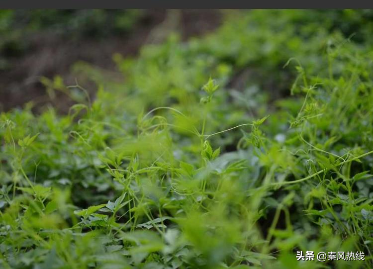 绞股蓝央视广告_致富经绞股蓝种植视频_cctv致富经绞股蓝