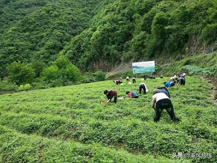 cctv致富经绞股蓝_绞股蓝央视广告_致富经绞股蓝种植视频