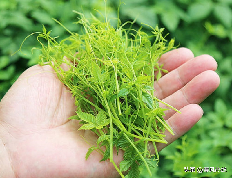 cctv致富经绞股蓝_致富经绞股蓝种植视频_绞股蓝央视广告