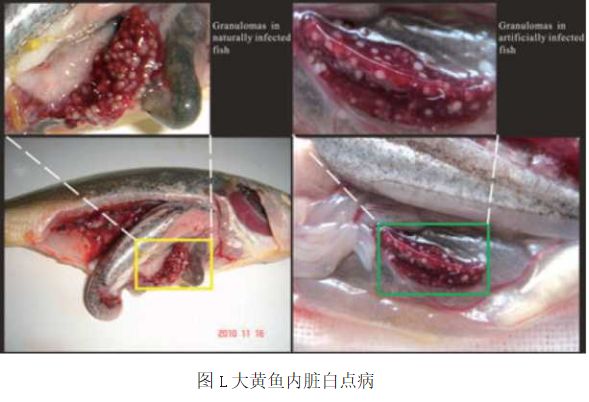 高效益养殖技术网_养殖效率_如何预算养殖效益