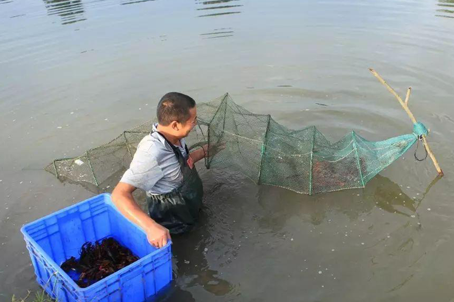 龙虾养殖技术指导视频_小龙虾养殖技术视_龙虾养殖龙虾养殖