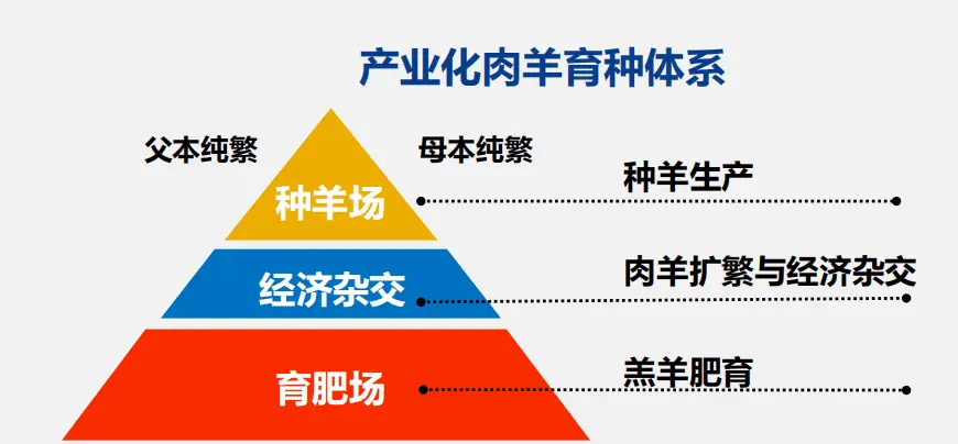 致富经养殖羊视频_致富经散养羊视频全集_视频致富全集散养羊是真的吗