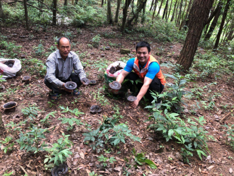 广西南宁市横县：林下种灵芝  铺就致富路