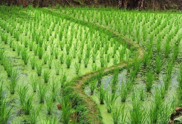 蔬菜种植，茭白栽培掌握以下五个要点，来学习一下