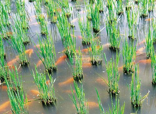 水稻青蛙泥鳅养殖技术_水稻青蛙泥鳅养殖技术_水稻青蛙泥鳅养殖技术