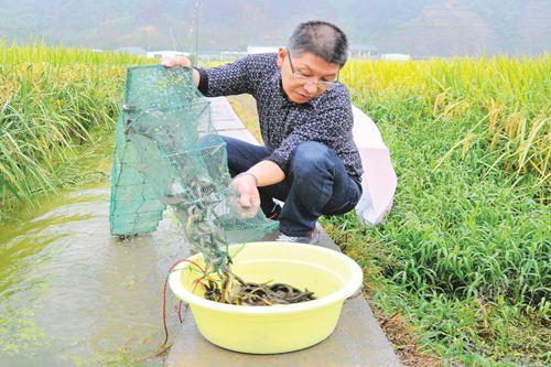 水稻青蛙泥鳅养殖技术_水稻青蛙泥鳅养殖技术_水稻青蛙泥鳅养殖技术