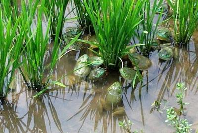 水稻青蛙泥鳅养殖技术_水稻青蛙泥鳅养殖技术_水稻青蛙泥鳅养殖技术