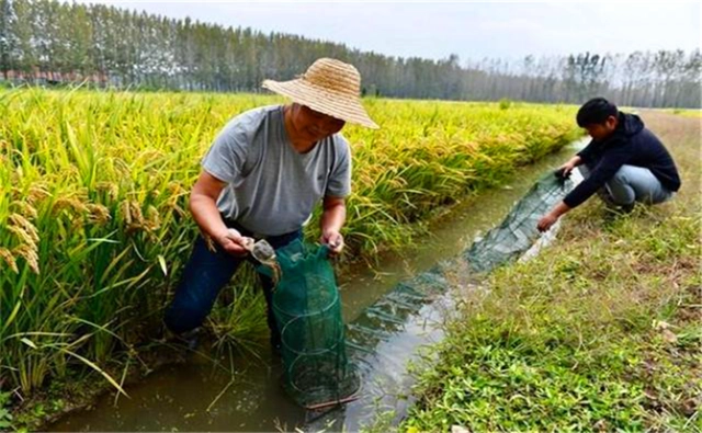 水稻青蛙泥鳅养殖技术_水稻青蛙泥鳅养殖技术_水稻青蛙泥鳅养殖技术