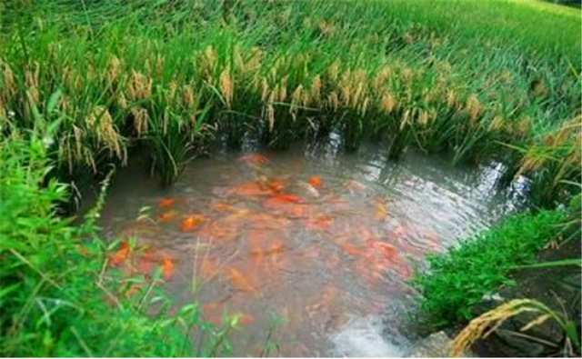 水稻青蛙泥鳅养殖技术_水稻青蛙泥鳅养殖技术_水稻青蛙泥鳅养殖技术