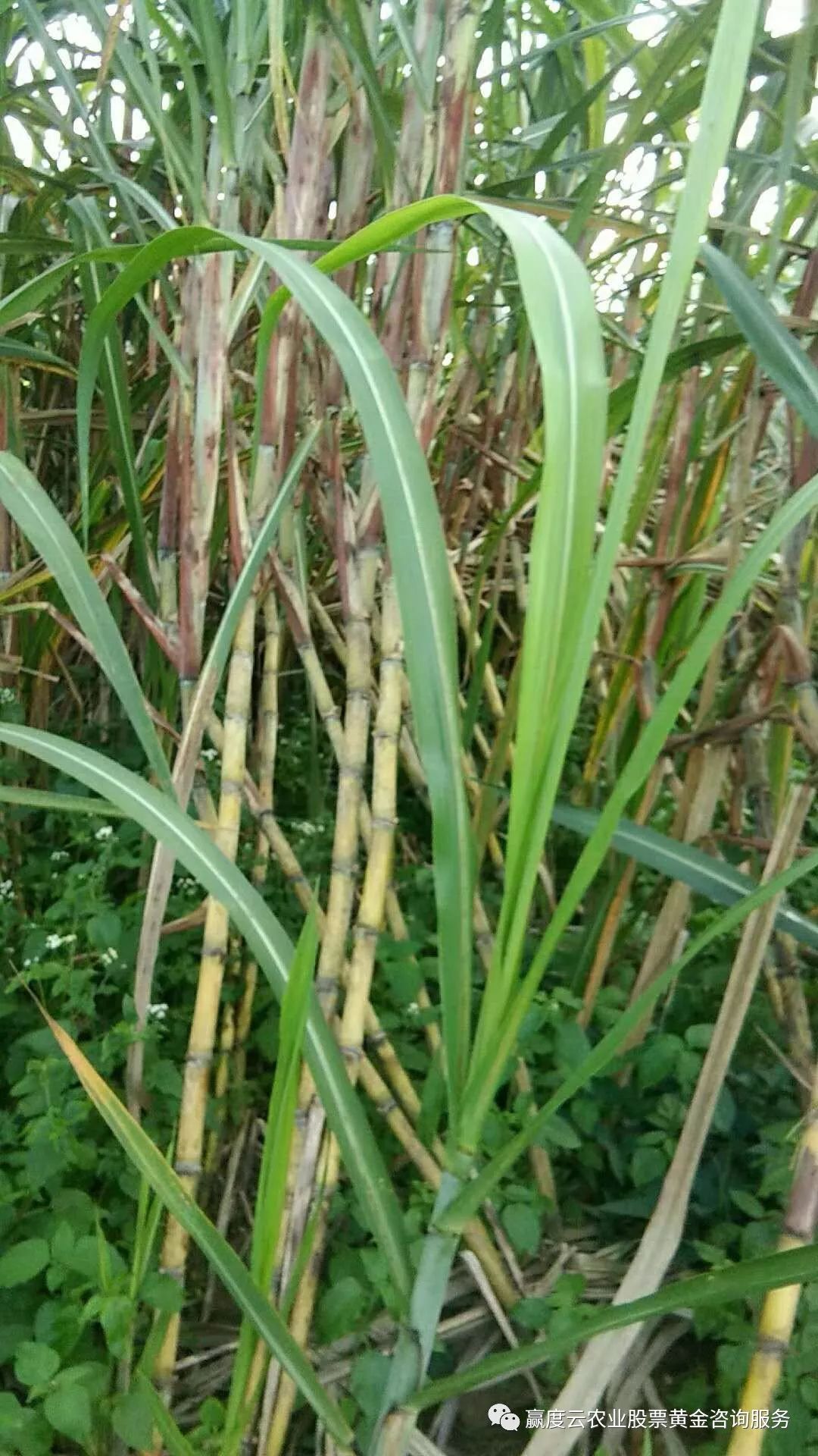 竹鼠养殖前景_竹鼠养殖怎么样_竹鼠养殖技术吧