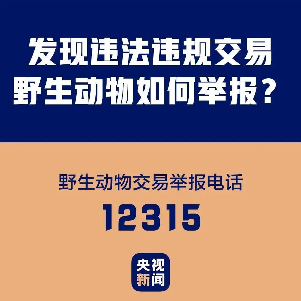 野生鲫鱼养殖技术_野生养殖鲫鱼技术与管理_养殖野生鲫鱼有市场前景吗