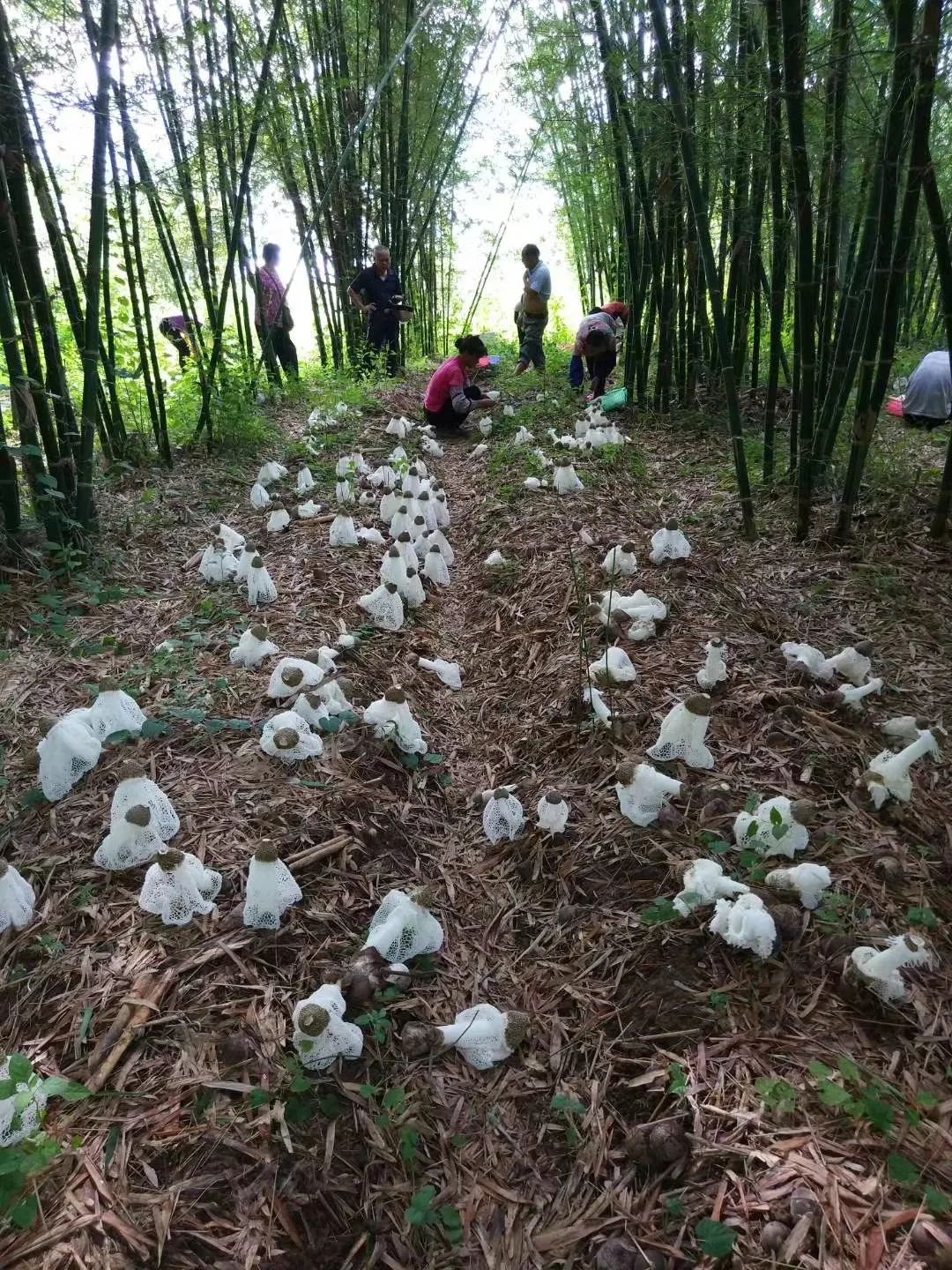 肇庆蔬菜种植基地_肇庆种植致富_肇庆种植什么作物