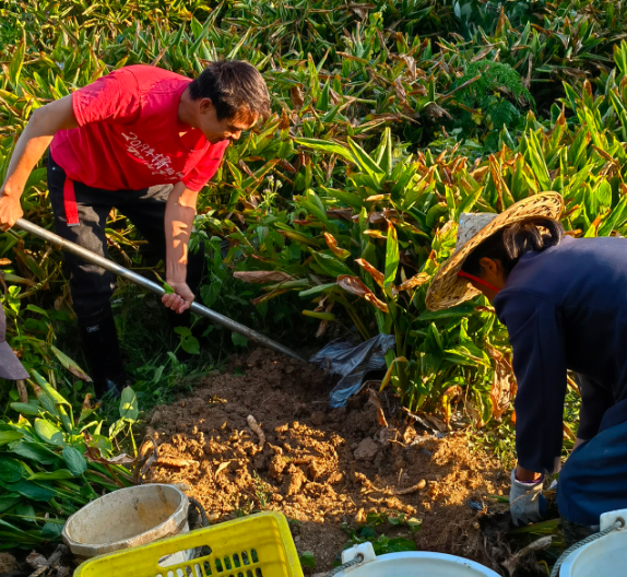 肇庆种植致富_肇庆蔬菜种植基地_肇庆种植什么作物