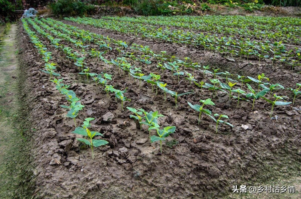 种植秋豆角和秋黄瓜，掌握几个种植和管理技巧，长得好结的还多