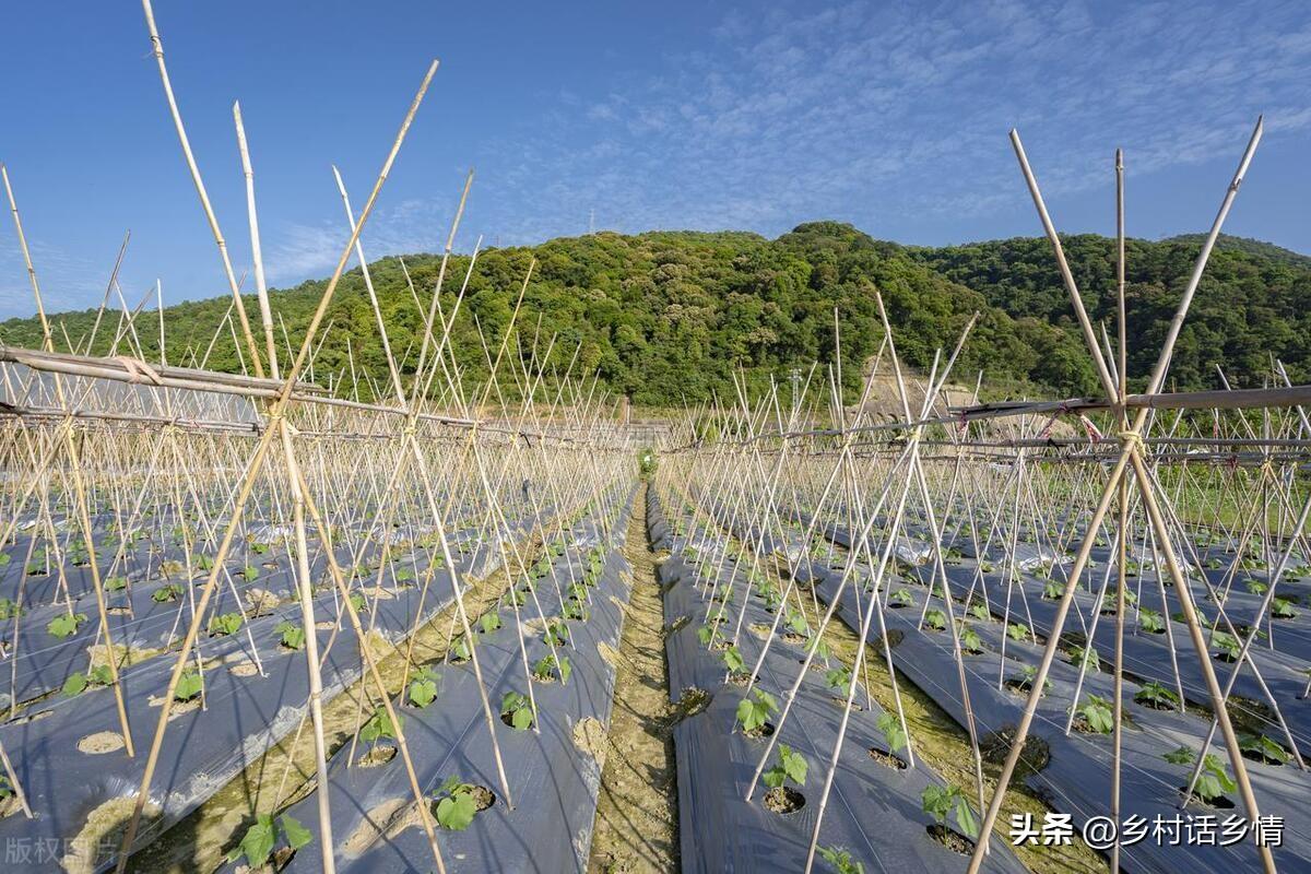 大棚种植豆角需要注意哪些病害_大棚种豆角的生长周期_夏季大棚长豆角种植技术