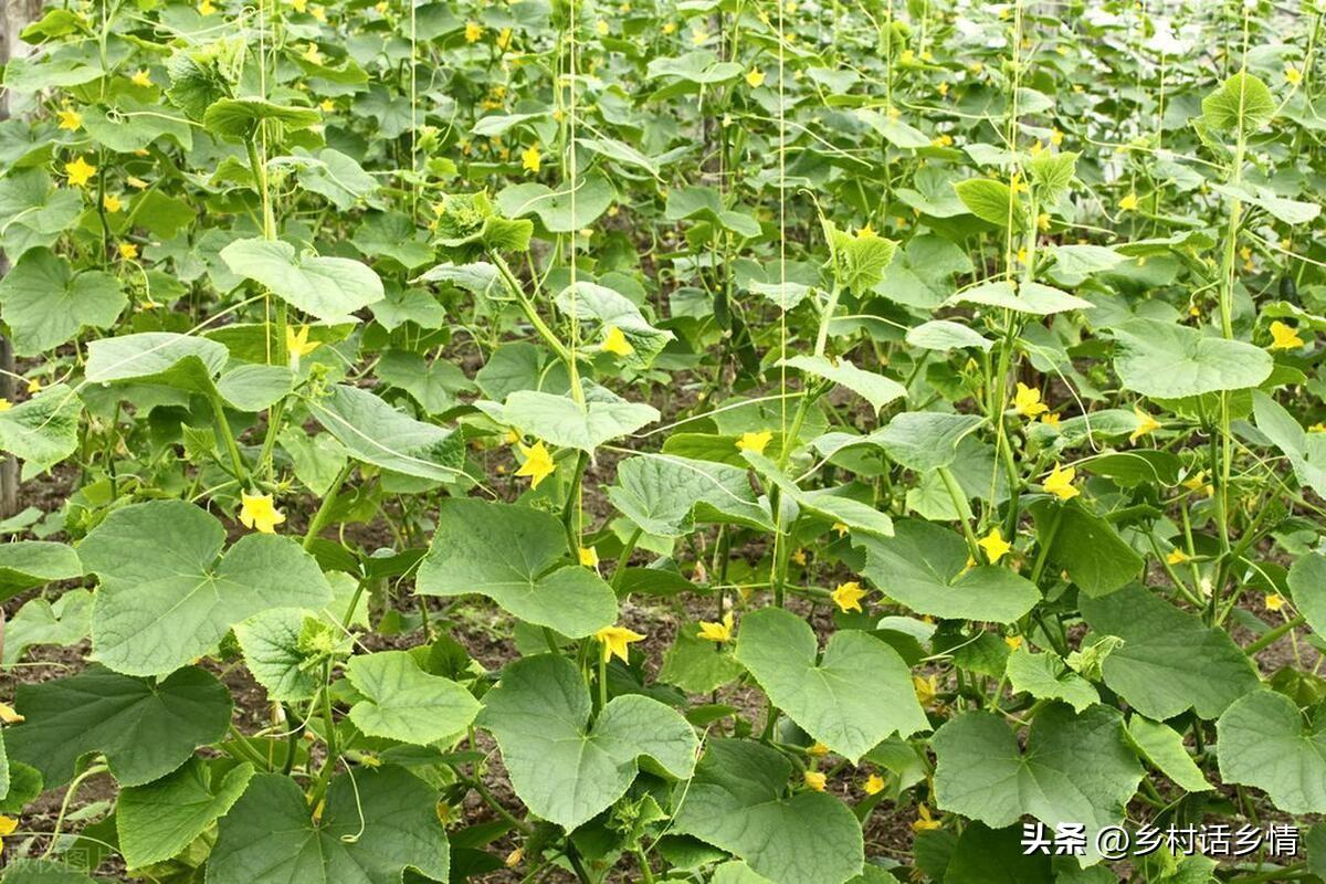 大棚种豆角的生长周期_大棚种植豆角需要注意哪些病害_夏季大棚长豆角种植技术