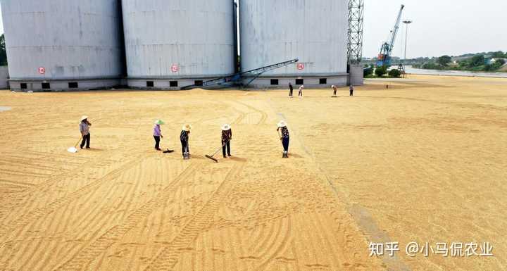 农村致富项目种植业_农业致富种植项目_种植业农业致富经