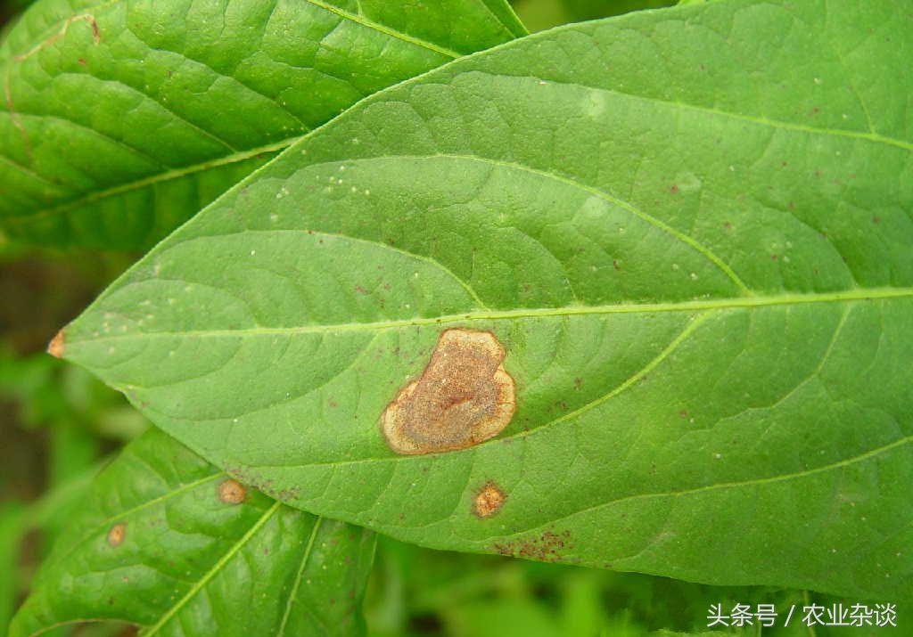 夏季大棚长豆角种植技术_大棚如何种植豆角_大棚种豆角的生长周期