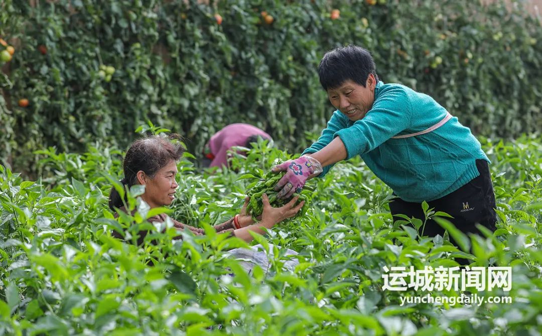 贵州大棚适合种植什么_贵州蔬菜种植温室大棚致富_贵州温室大棚工程