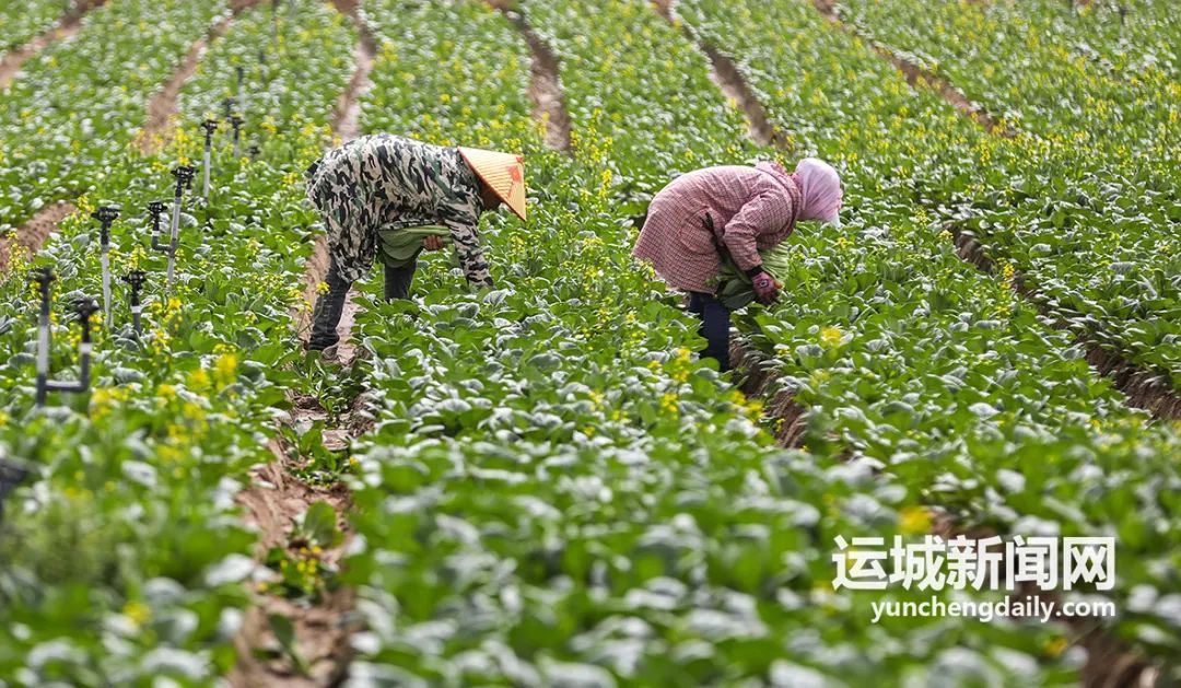 贵州温室大棚工程_贵州大棚适合种植什么_贵州蔬菜种植温室大棚致富