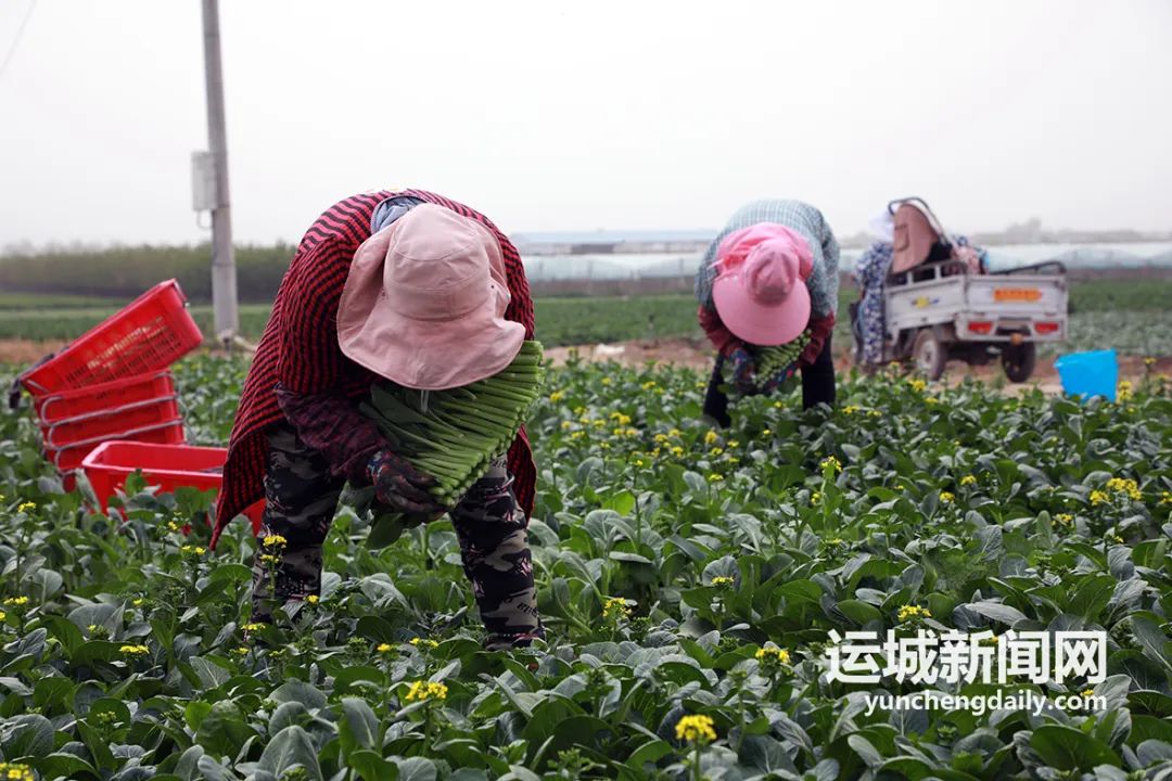 贵州大棚适合种植什么_贵州温室大棚工程_贵州蔬菜种植温室大棚致富