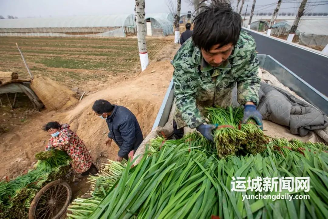 贵州蔬菜种植温室大棚致富_贵州温室大棚工程_贵州大棚适合种植什么