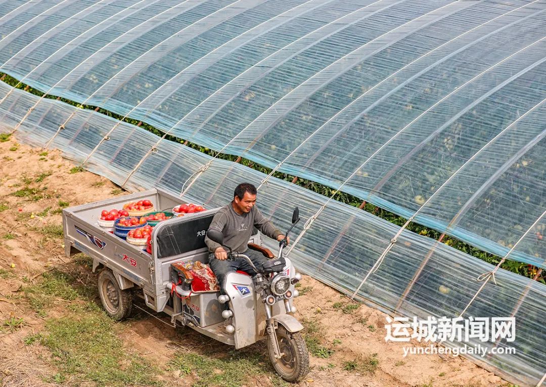 贵州蔬菜种植温室大棚致富_贵州温室大棚工程_贵州大棚适合种植什么