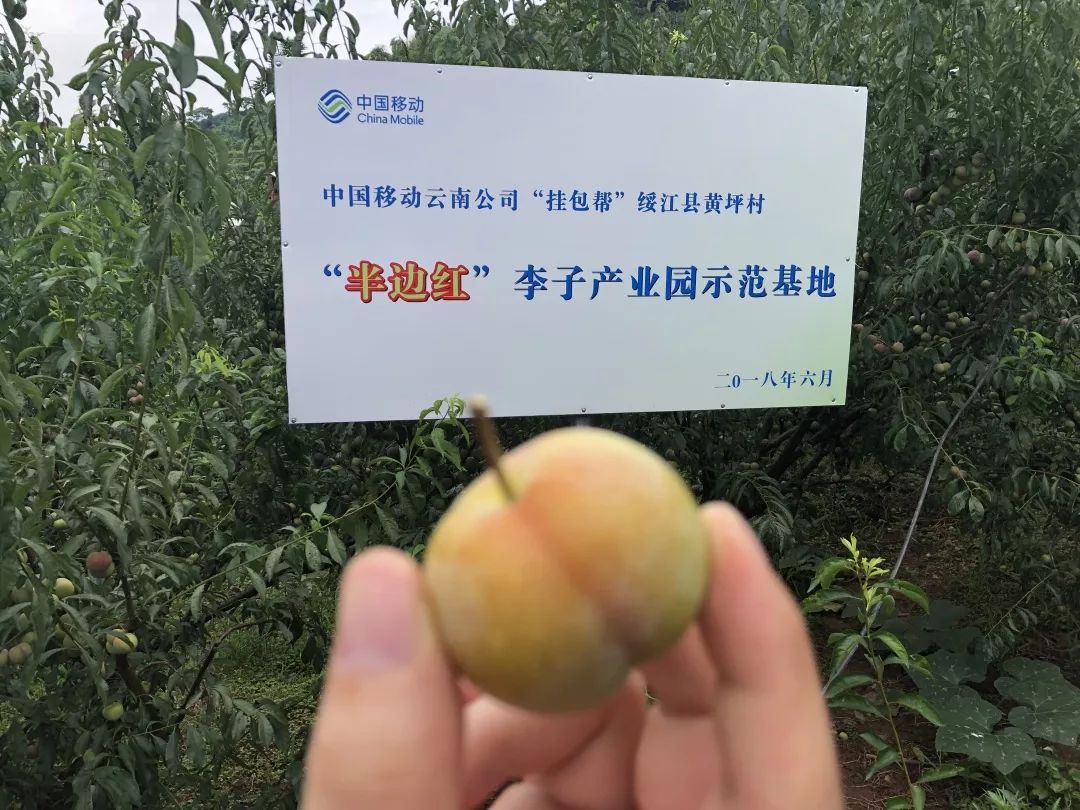 贵州大棚蔬菜基地_贵州温室大棚工程_贵州蔬菜种植温室大棚致富