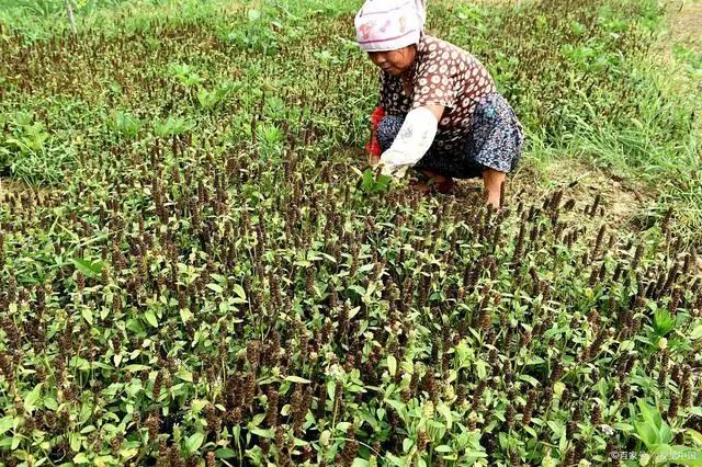 山东贝母种植技术_贝母种植条件_山东哪里有种贝母