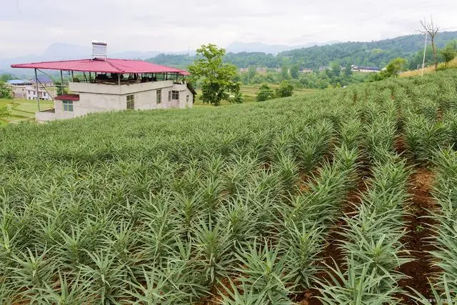 山东贝母种植技术_山东哪里有种贝母_贝母种植条件