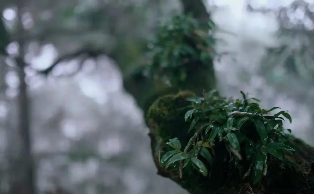 致富经种植山苍子视频_种植山苍子的前景_种植山苍子挣钱吗