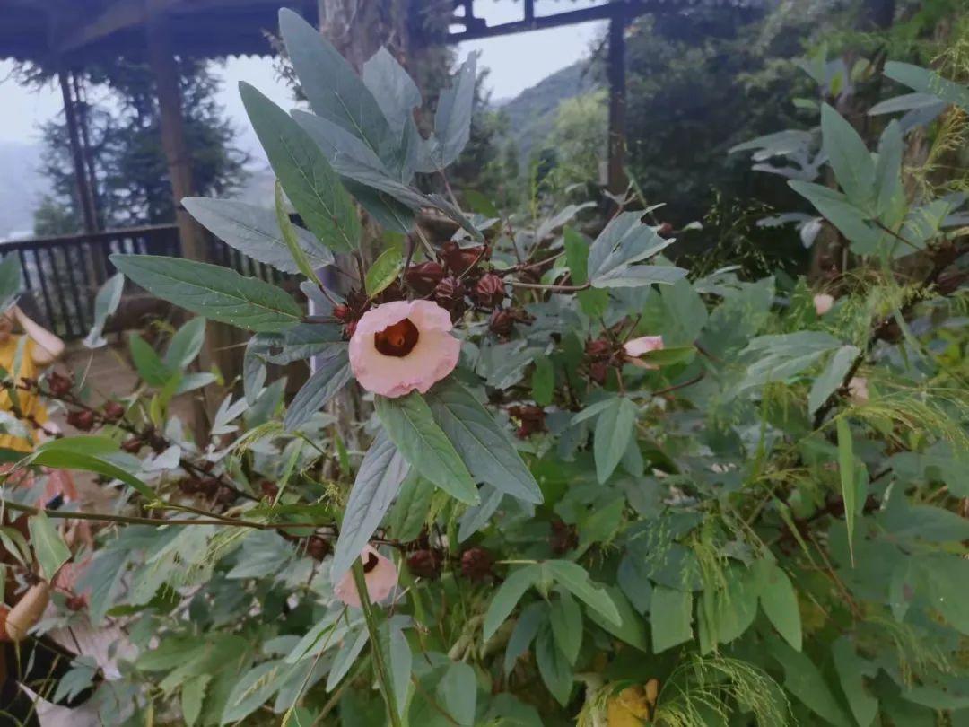 种植山苍子的前景_种植山苍子挣钱吗_致富经种植山苍子视频