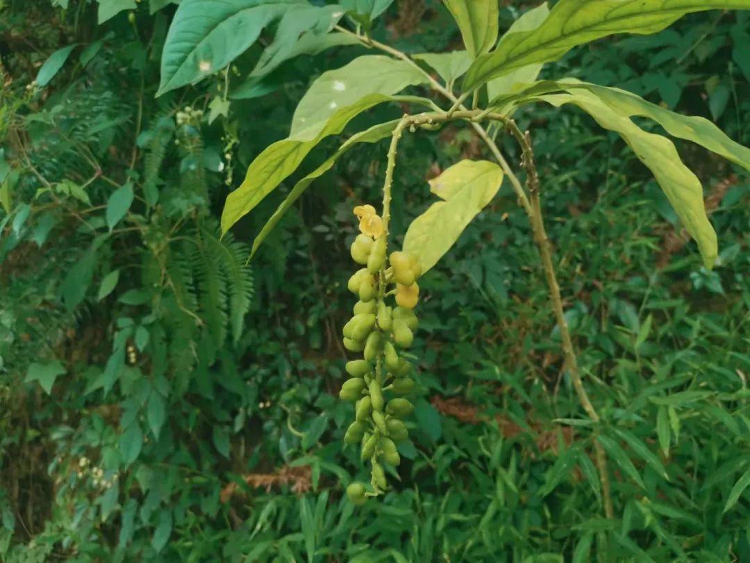 种植山苍子挣钱吗_致富经种植山苍子视频_种植山苍子的前景