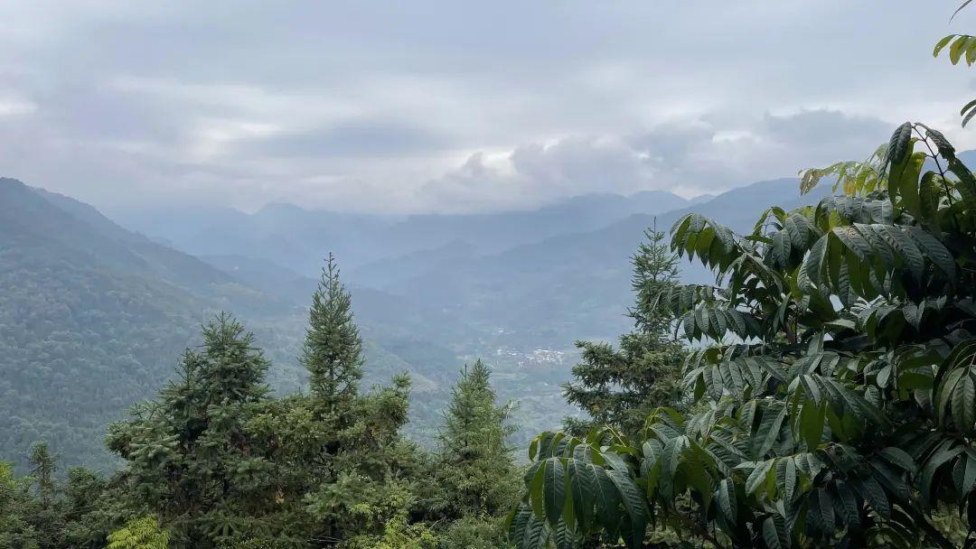 种植山苍子的前景_致富经种植山苍子视频_种植山苍子挣钱吗