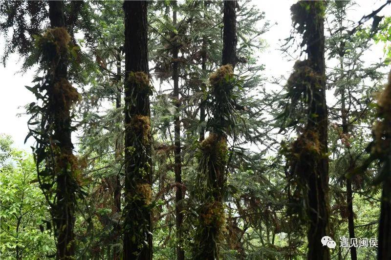 种植山苍子的前景_种植山苍子挣钱吗_致富经种植山苍子视频