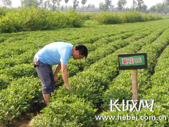 农户花生致富种植方案_农户种植花生致富_农村种花生的利润