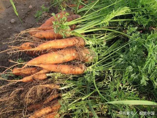 口感甜脆的胡萝卜受到顾客喜爱，这几个种植技术对提高产量有帮助